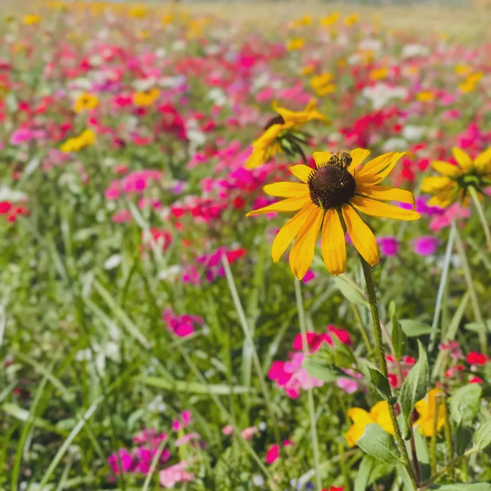 Field of colorful flowers with a yellow flower in the foreground