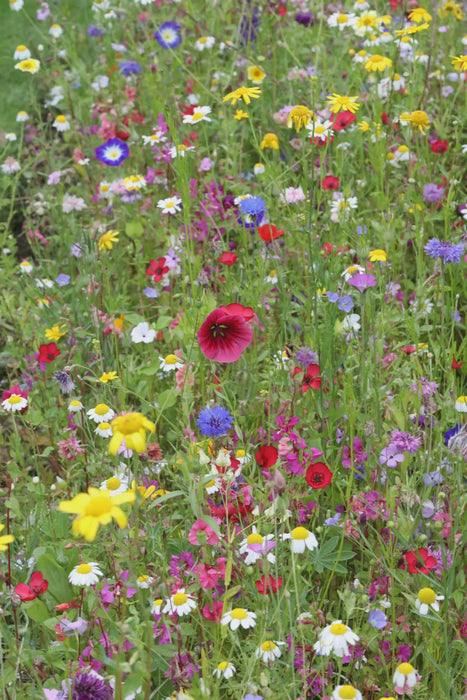 Seeds of Gratitude 25 Pack • Thank You Seed Packets • Wildflower Seed Favors