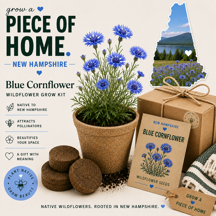 New Hampshire Blue Cornflower Wildflower Grow Kit