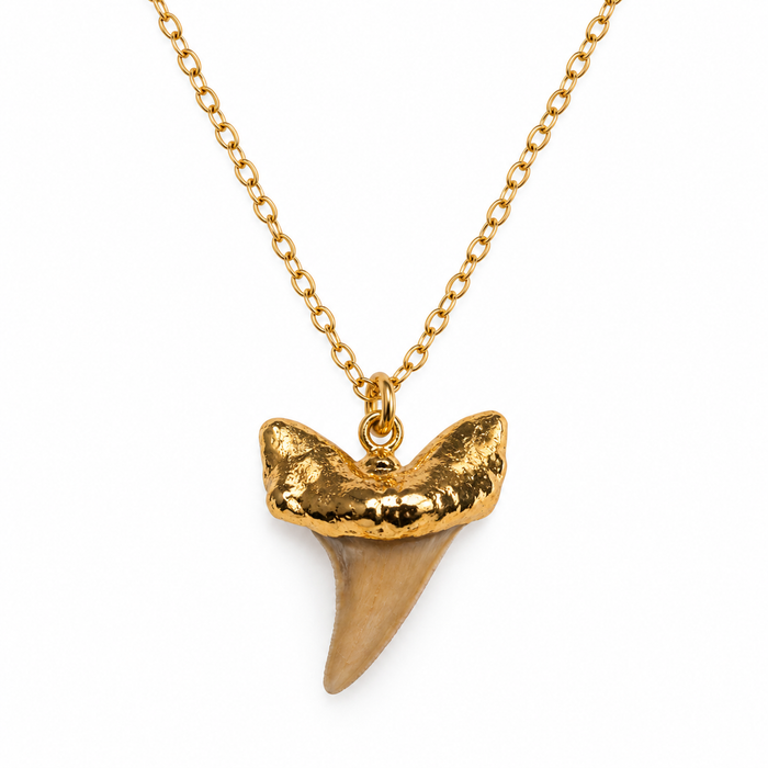 Genuine Shark Tooth Necklace – Gold Filled – One of a Kind