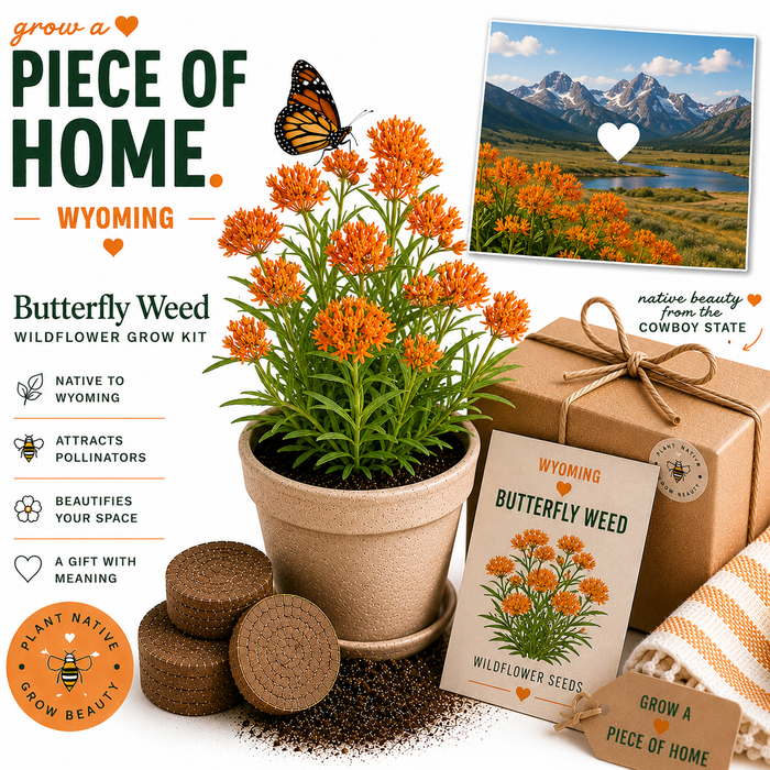 Wyoming Butterfly Weed Wildflower Grow Kit
