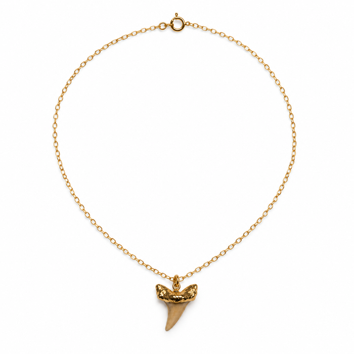 Genuine Shark Tooth Necklace – Gold Filled – One of a Kind