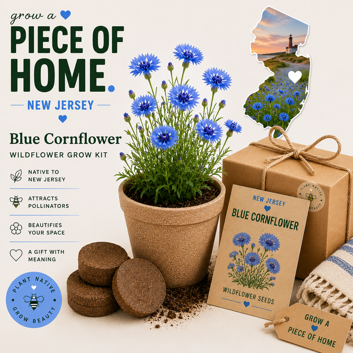 New Jersey Blue Cornflower Wildflower Grow Kit